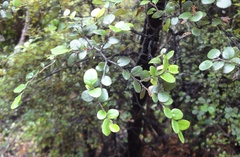 Nothofagus solandri