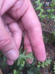 Polypodium glycyrrhiza