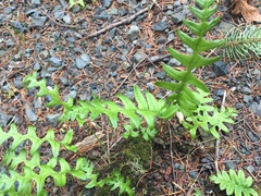 Polypodium glycyrrhiza