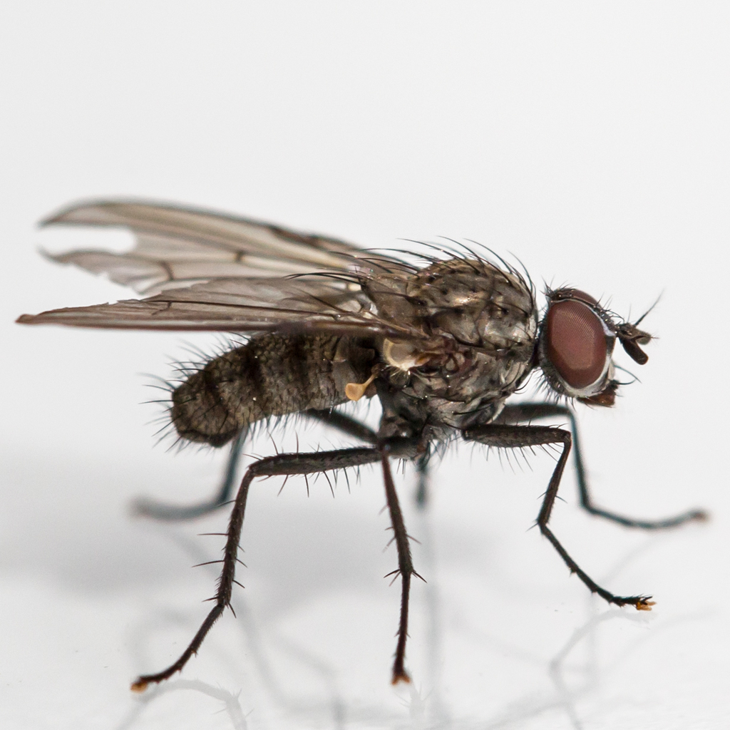 Hylemya urbica