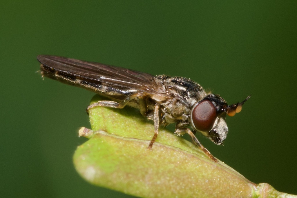 Pseudopelecocera latifrons