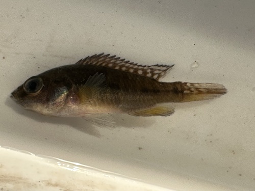 Southern Mouthbrooder