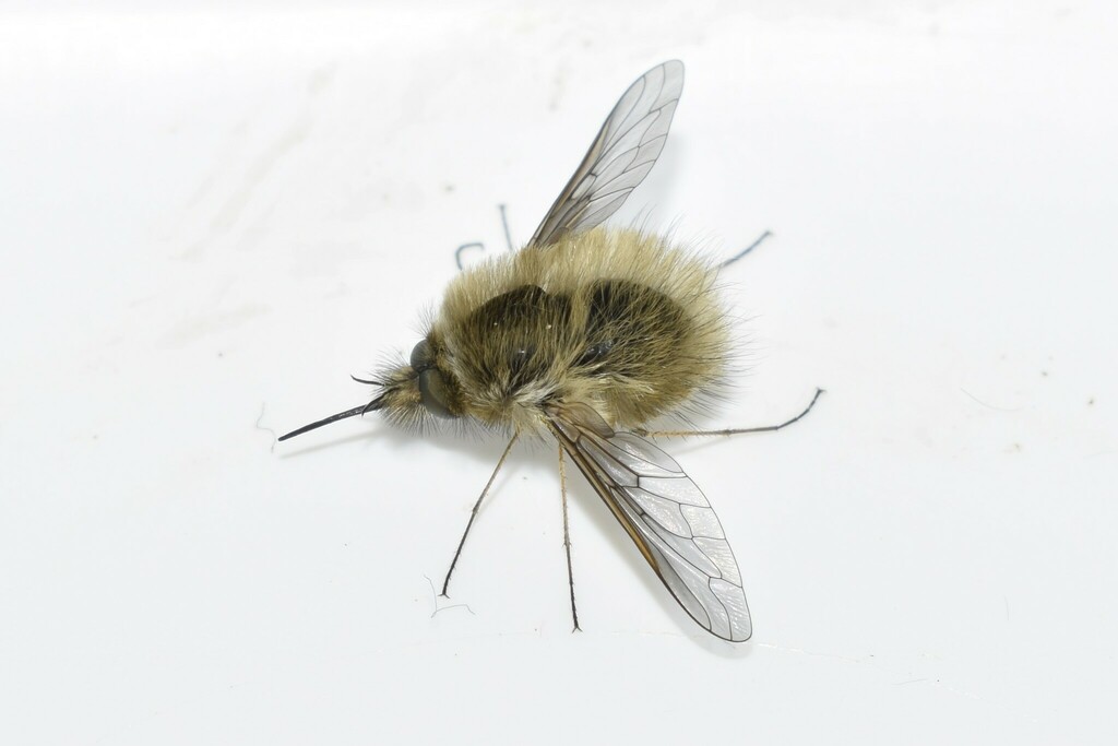 Bombylius venosus from North Aegean Region, Greece on April 24, 2023 at ...