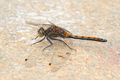 Leucorrhinia borealis