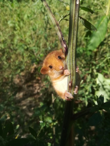 Hazel Dormouse