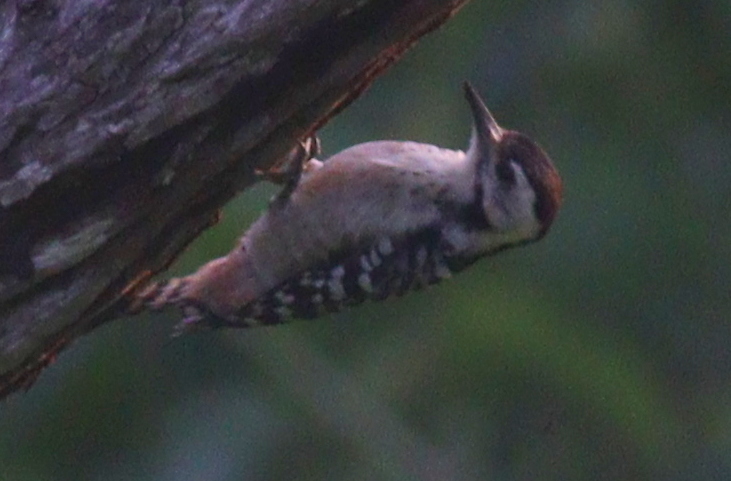 Freckle-breasted Woodpecker illustration