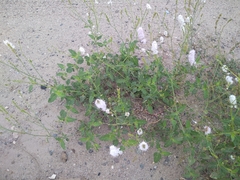 Boerhavia xantii