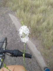 Boerhavia xantii