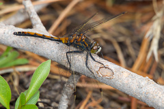 Leucorrhinia borealis