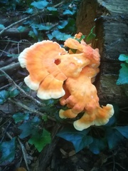 Laetiporus sulphureus