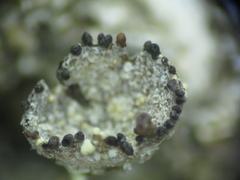 Lichenoconium pyxidatae
