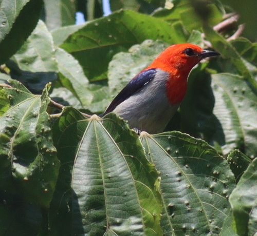 Scarlet-headed Flowerpecker (Dicaeum trochileum), photo 2