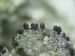 Lichenoconium pyxidatae