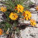 Cockscomb Gazania - Photo no rights reserved, uploaded by Peter Warren