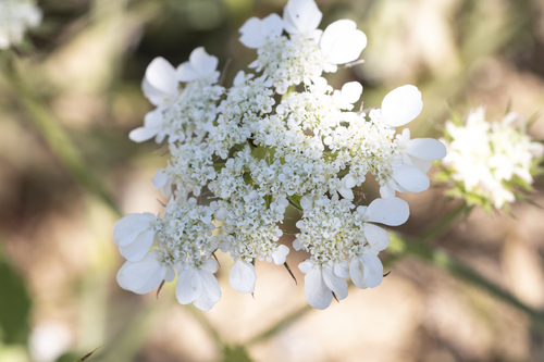 Aegean Hartwort (Tordylium aegaeum)