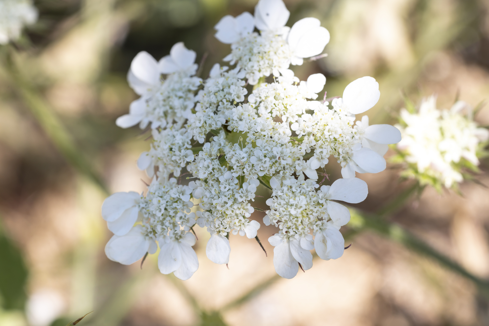 Aegean Hartwort (Tordylium aegaeum)