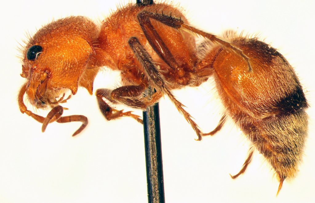 Myrmilloides