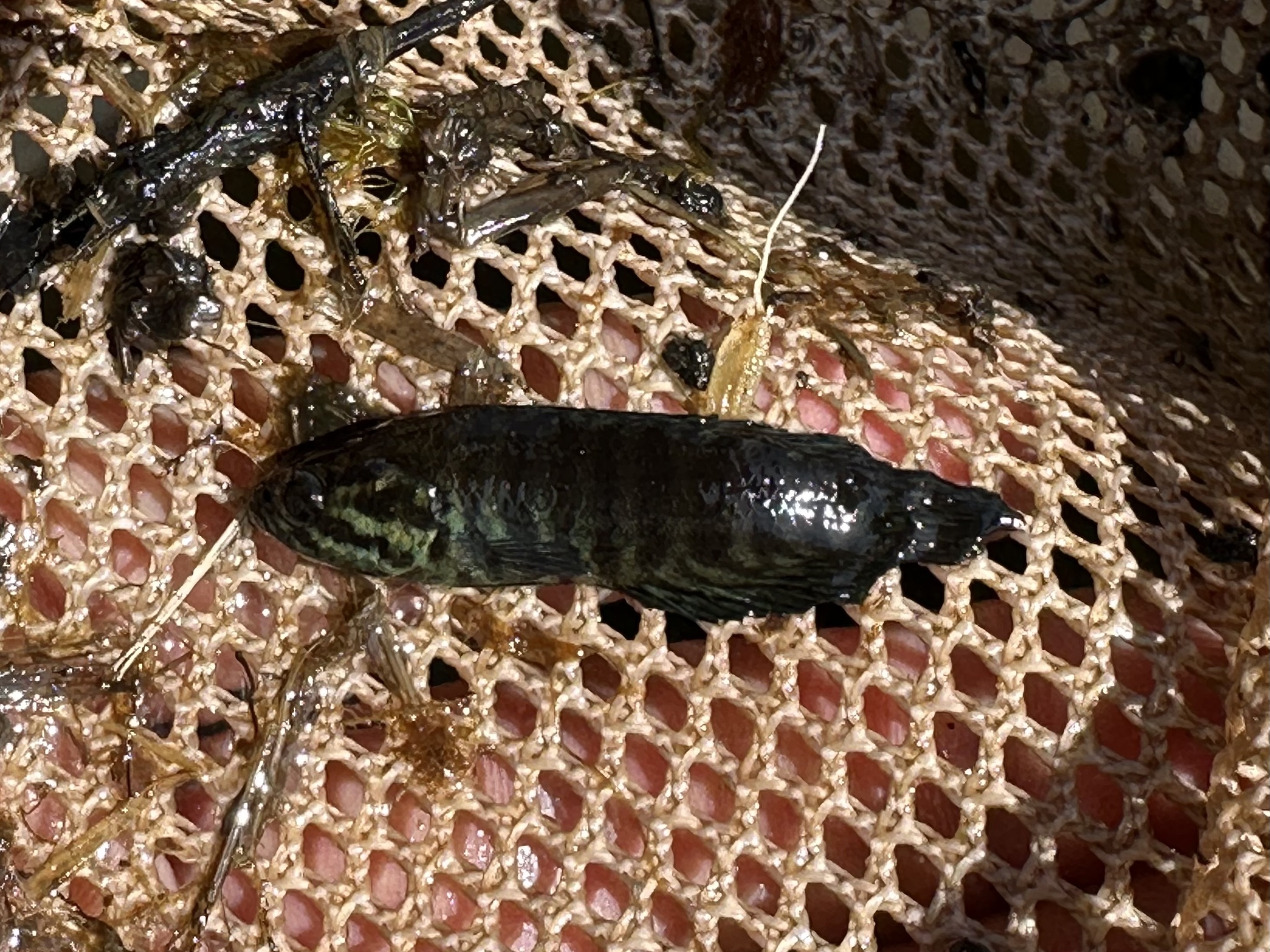 Blackspot Climbing Perch photo 4