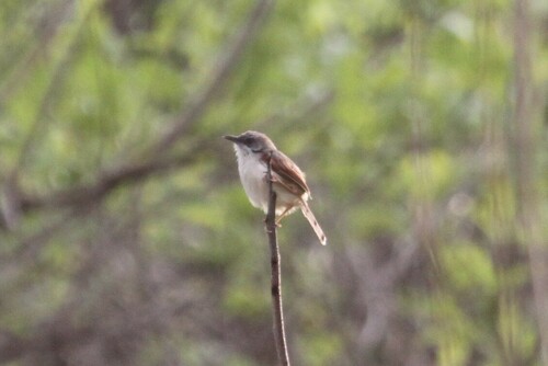 Red-winged Prinia (Prinia erythroptera), photo 8