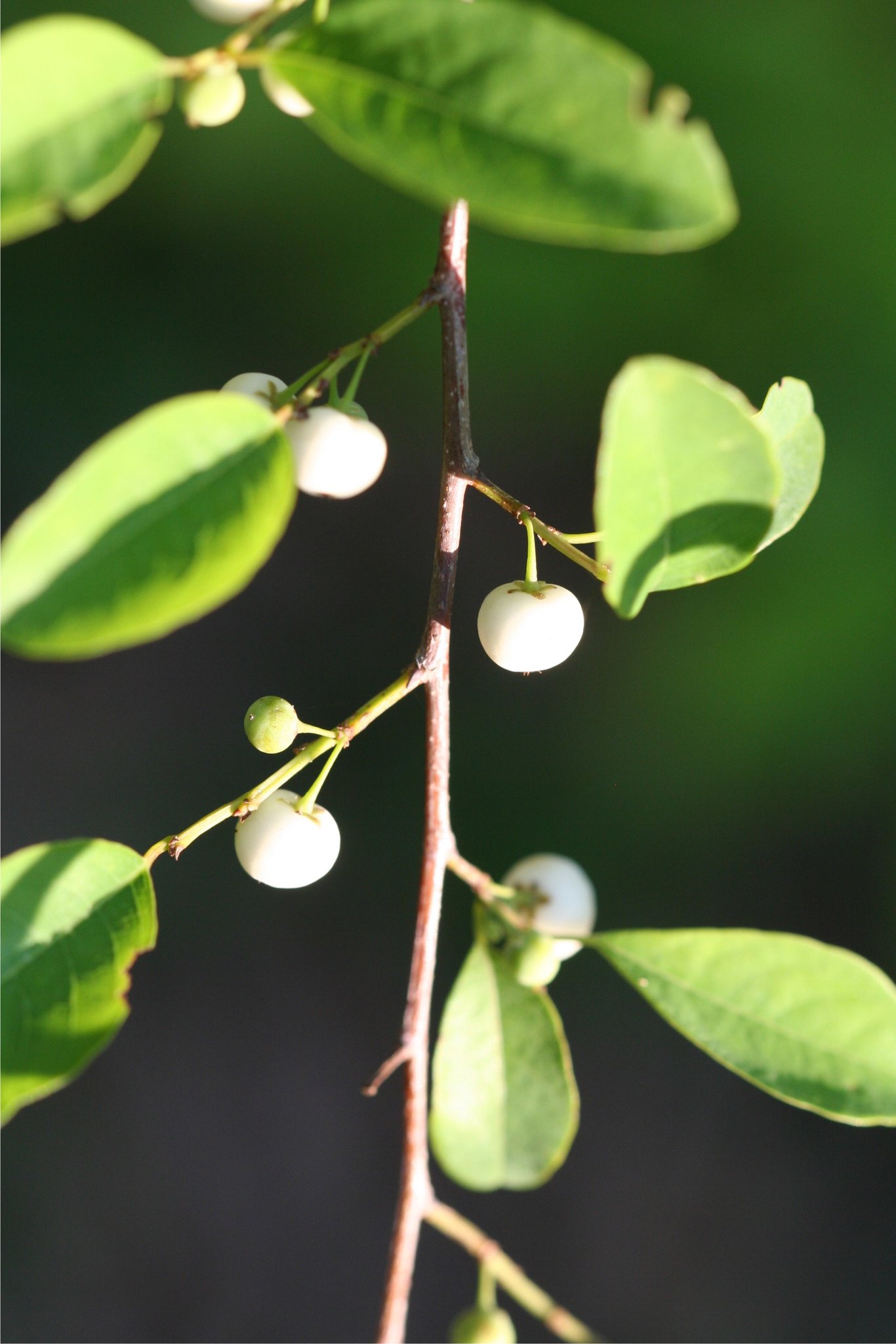 Margaritaria