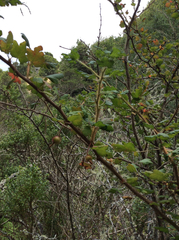 Ribes menziesii leptosmum