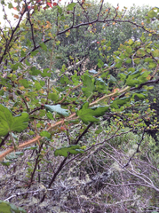 Ribes menziesii leptosmum