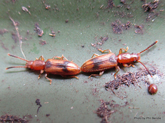 Cryptamorpha desjardinsi