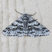 Half-wing Moth - Photo (c) Greg Lasley, some rights reserved (CC BY-NC), uploaded by Greg Lasley
