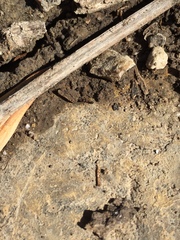 Tetramorium tsushimae