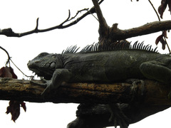 Iguana iguana