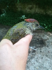 Picus viridis