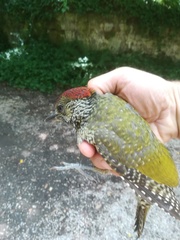 Picus viridis