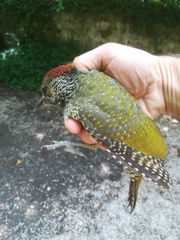 Picus viridis