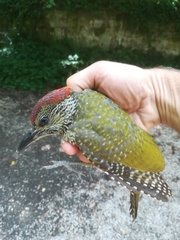 Picus viridis