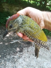 Picus viridis