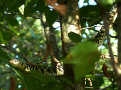 Hierophis viridiflavus