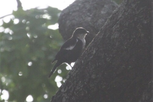 Traquet d'Arnot (Myrmecocichla arnotti)