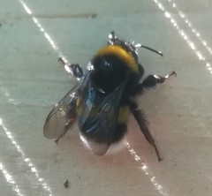 Bombus