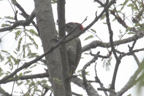 Speckle-throated Woodpecker (Campethera scriptoricauda), photo 9