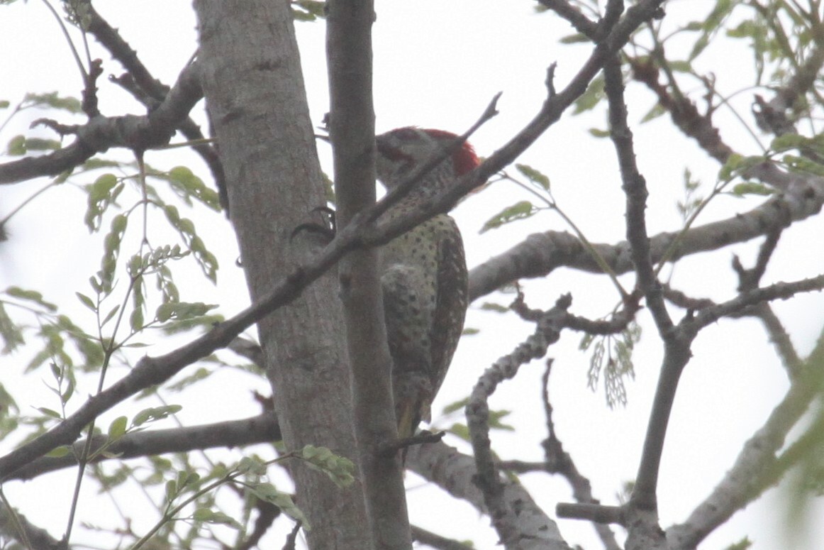 Speckle-throated Woodpecker (Campethera scriptoricauda), photo 2