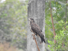 Rostrhamus sociabilis