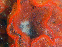 Watersipora subtorquata
