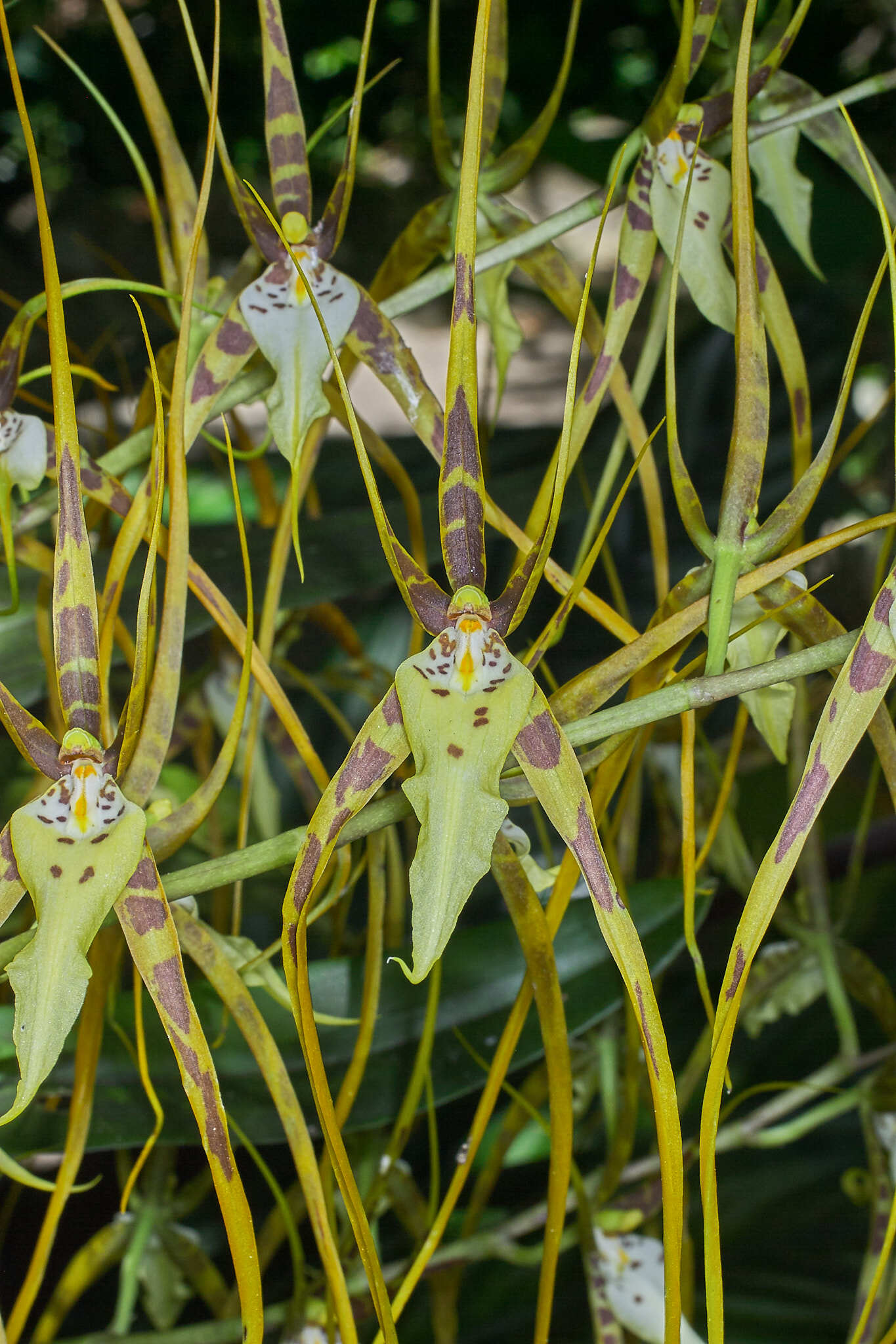 Brassia arcuigera Rchb.f.