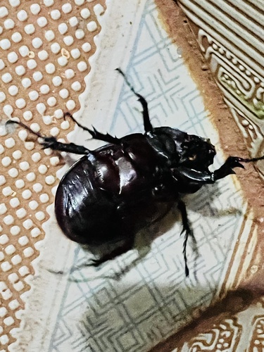 Centaurus Beetle