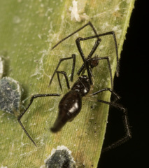Chikunia nigra