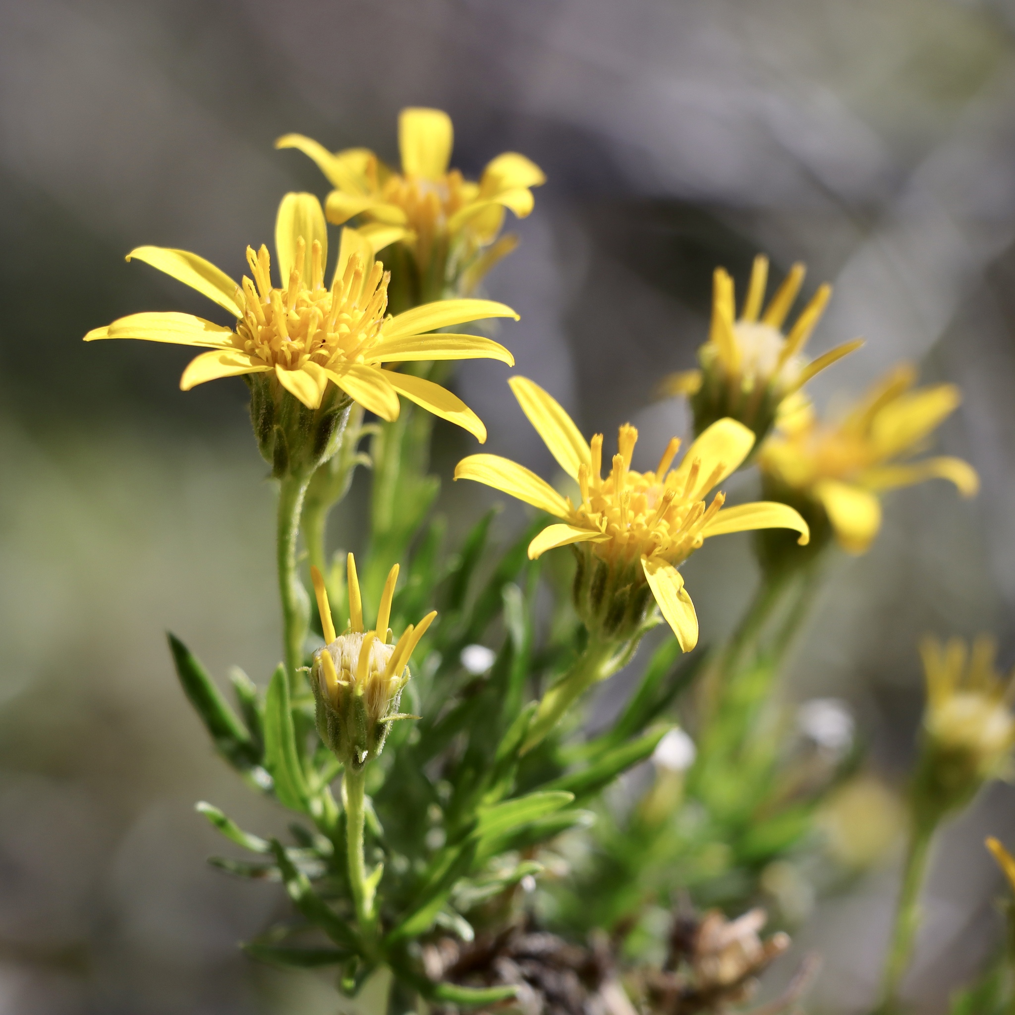 Ericameria linearifolia