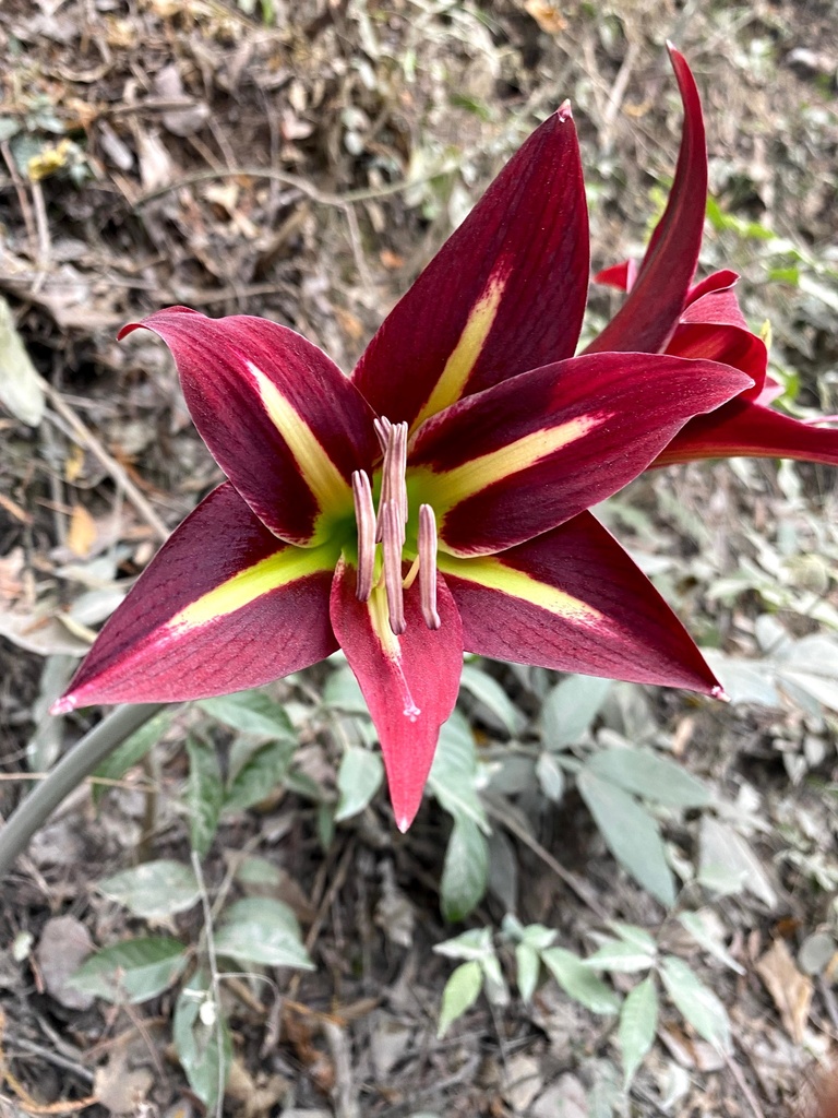 Hippeastrum yungacense