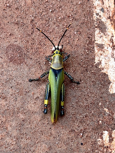 Variegated grasshopper