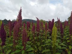 Amaranthus hypochondriacus