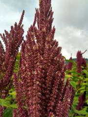 Amaranthus hypochondriacus